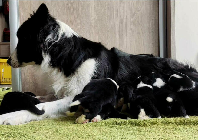 Szczeniak BORDER COLLIE z prof. Hodowli, Pies z pełną dok.