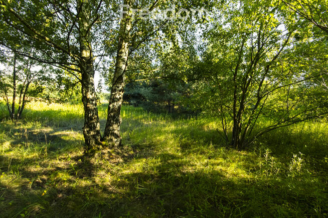 Urokliwa działka z domem i lasem - Twój azyl!