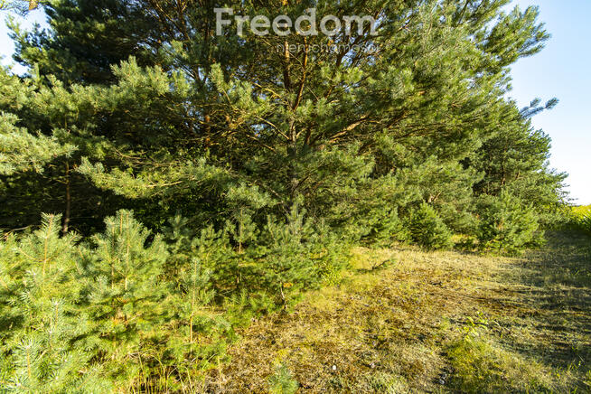 Urokliwa działka z domem i lasem - Twój azyl!