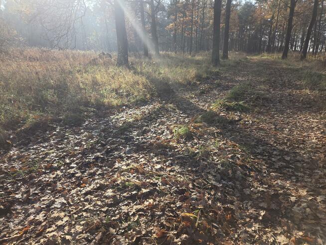 Działka przemysłowa Duchnów gm. Wiązowna, Leśny Zakątek