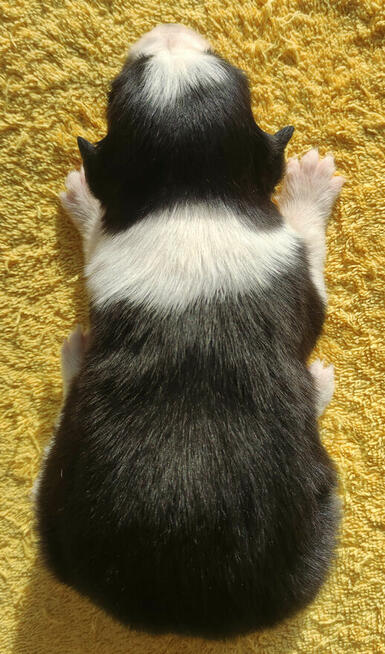 Szczeniak BORDER COLLIE z prof. Hodowli, Pies z pełną dok.