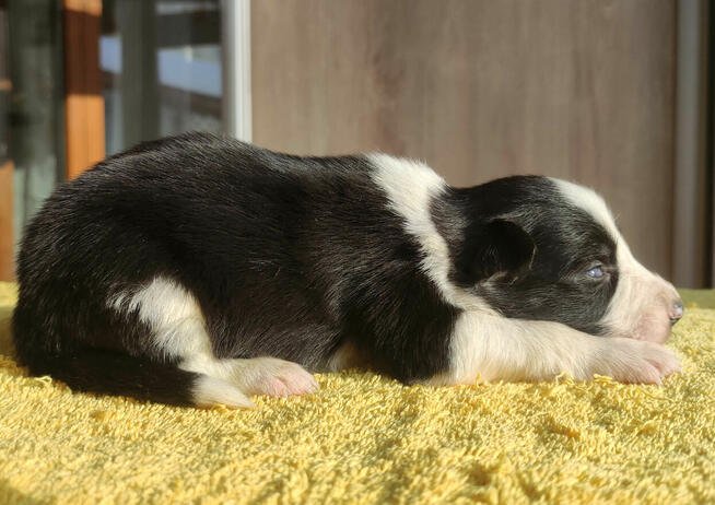 Szczeniak BORDER COLLIE z prof. Hodowli, Pies z pełną dok.