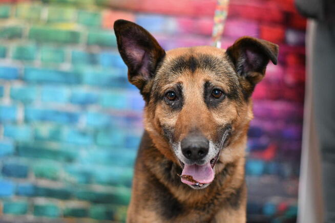 Uroczy Bary szuka rodzinki do pokochania!