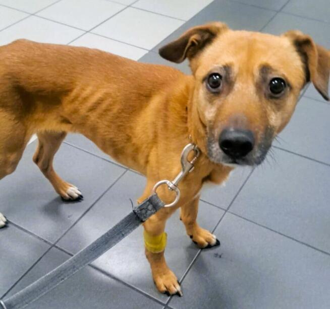 MISIO - delikatny i kochany psiak do adopcji