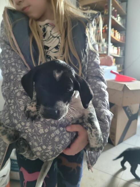 Szczeniaki wyżeł niemiecki pieski