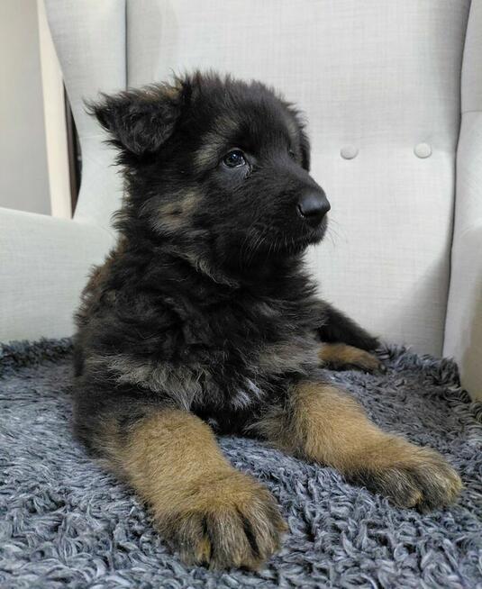 Szczenięta Owczarek Niemiecki Długowłosy