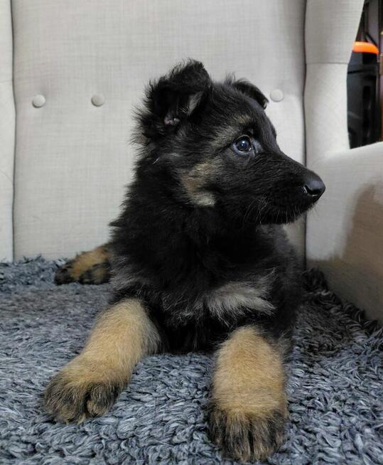 Szczenięta Owczarek Niemiecki Długowłosy