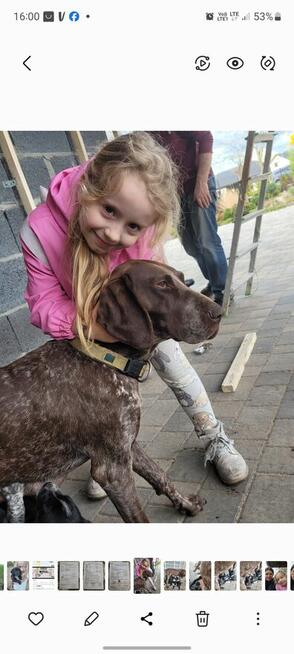 Szczeniaki wyżeł niemiecki pieski