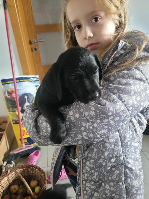 Szczeniaki wyżeł niemiecki pieski