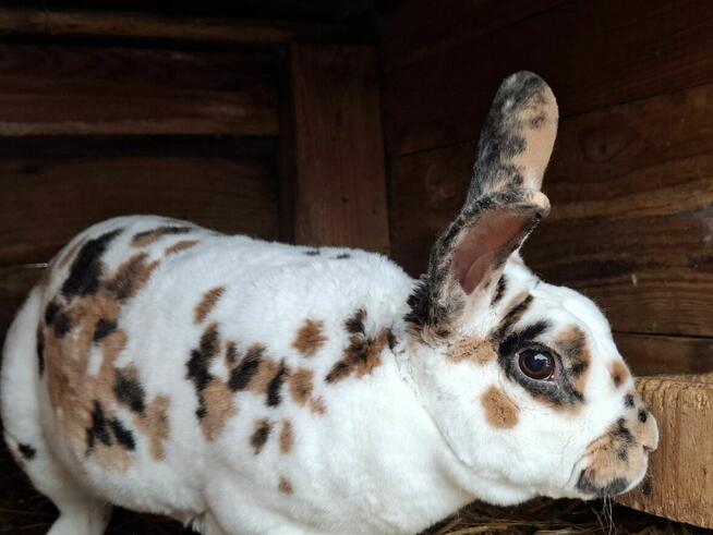 Kroliki Rex Trójbarwny i Japoński- młodzież