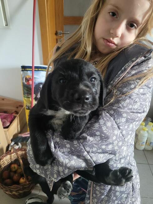 Szczeniaki wyżeł niemiecki pieski