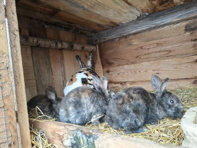 Kroliki Rex Trójbarwny i Japoński- młodzież
