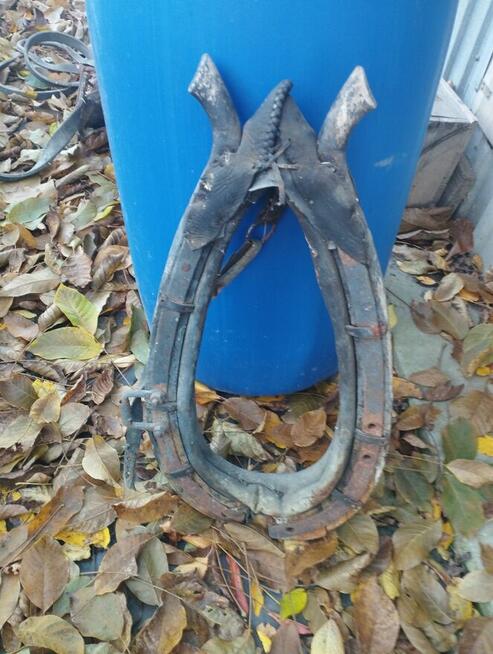 Chomont - uprząż dla konia