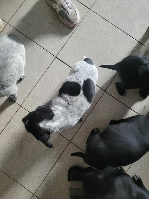 Szczeniaki wyżeł niemiecki pieski