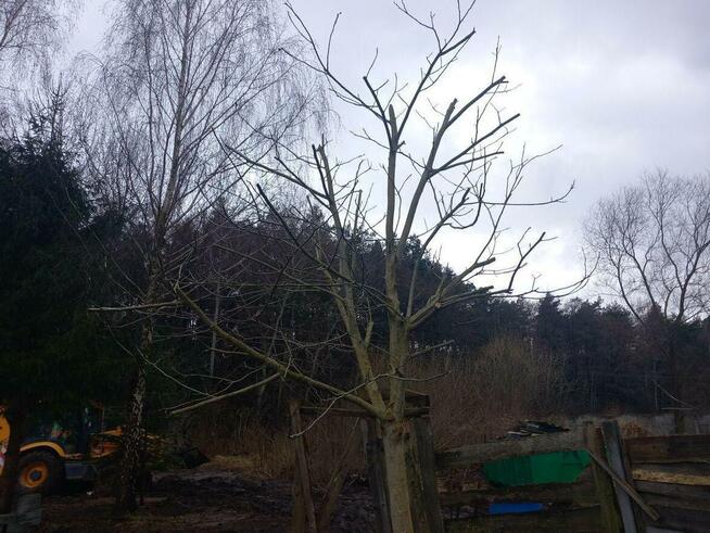 Usługi Rebakiem • Wycinka i Pielęgnacja Drzew • Czyszczenie