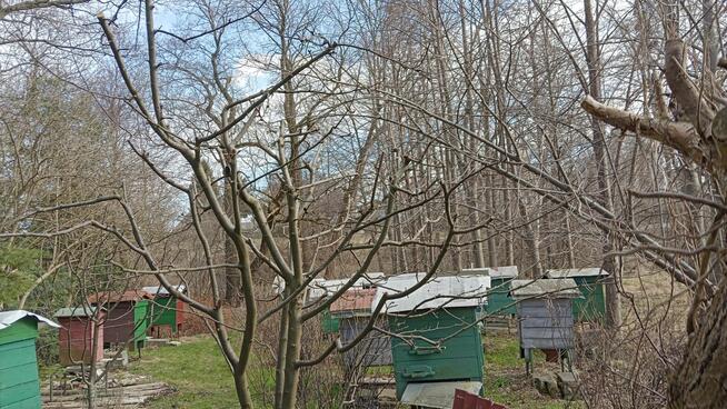 Usługi Rebakiem • Wycinka i Pielęgnacja Drzew • Czyszczenie