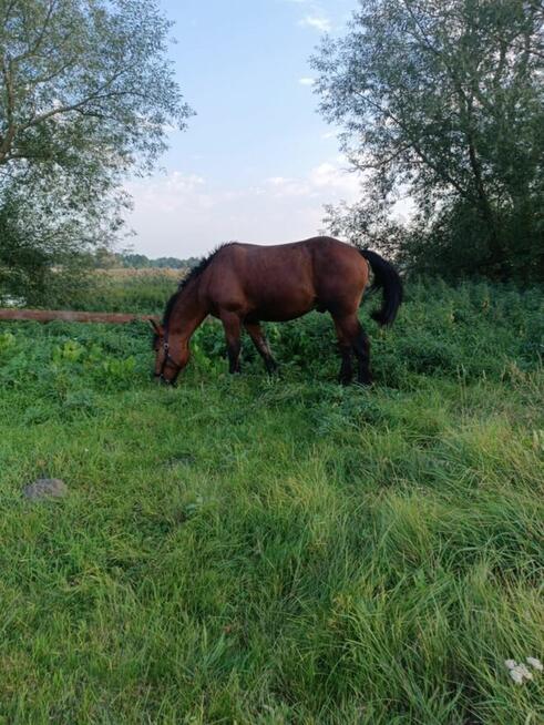 2.5 roczny ogier zimnokrwisty