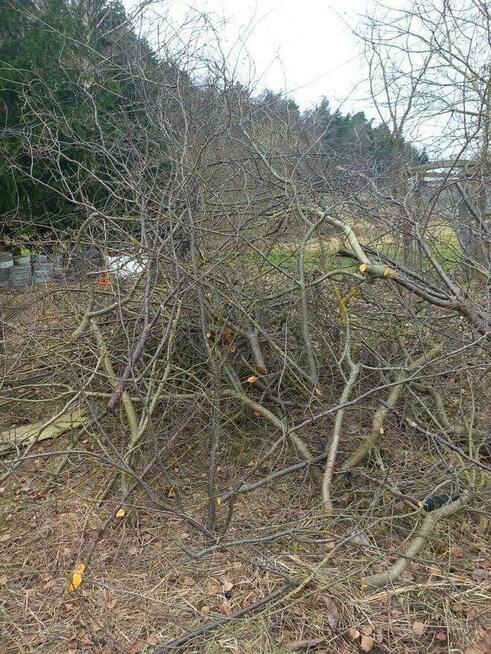 Usługi Rebakiem • Wycinka i Pielęgnacja Drzew • Czyszczenie