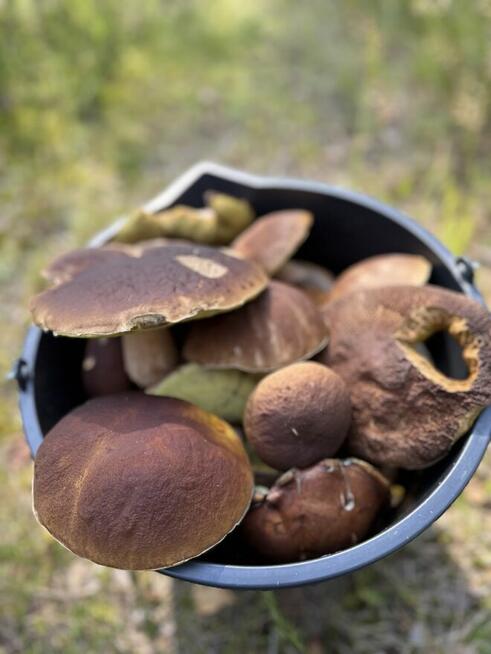 Sprzedam działkę PArchowski Młyn 1001 m2