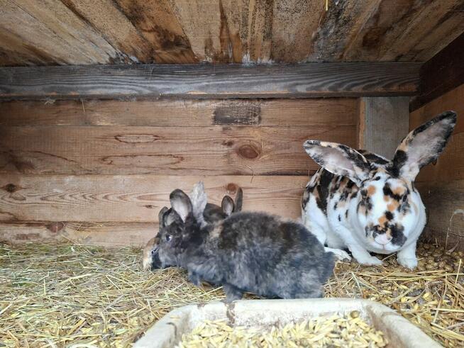 Kroliki Rex Trójbarwny i Japoński- młodzież