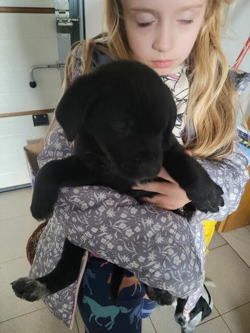 Szczeniaki wyżeł niemiecki pieski