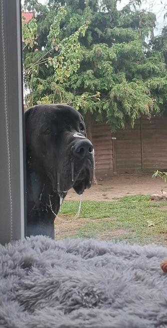 Dog niemiecki za darmo