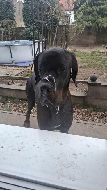 Dog niemiecki za darmo