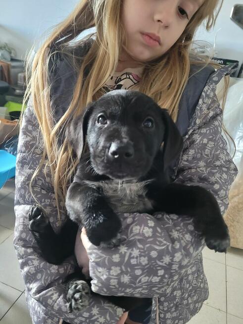 Szczeniaki wyżeł niemiecki pieski