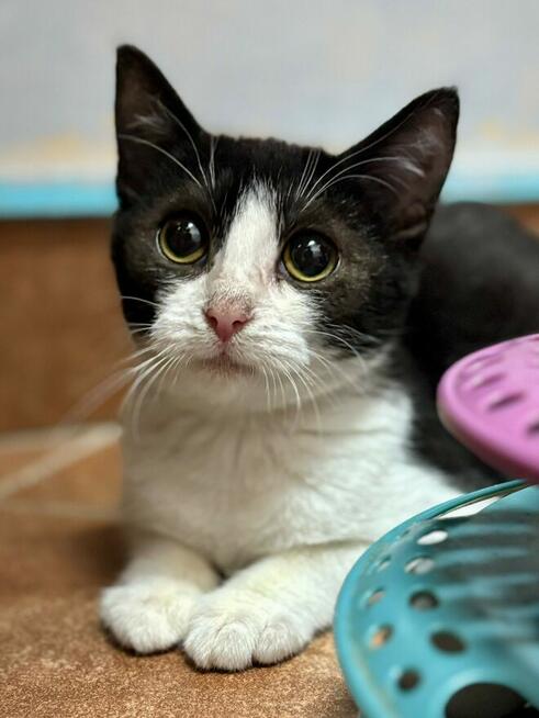 Delikatna nieśmiała kotka Toffie