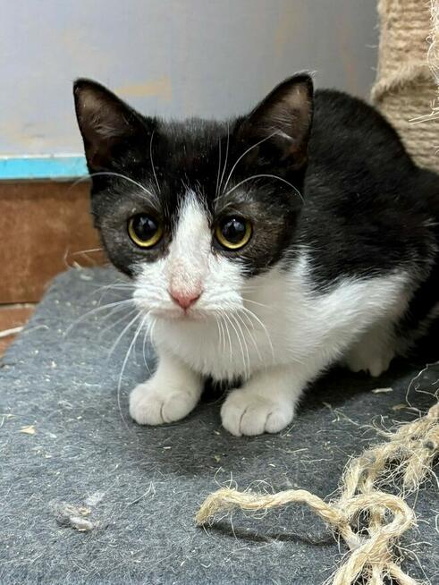 Delikatna nieśmiała kotka Toffie