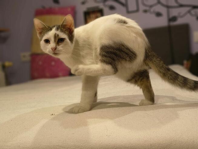 Olinek - słodki 4 miesięczny kociak do pokochania