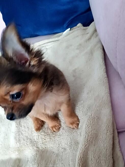 Przepiękna Maleńka Unikatowa Długowłosa Chihuahua