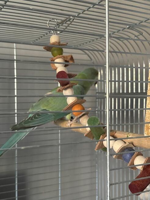 Papuga Aleksandretta ( samiec)