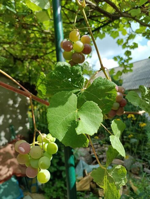 Działka 1306m2 nad rzęką z domkiem 50m2