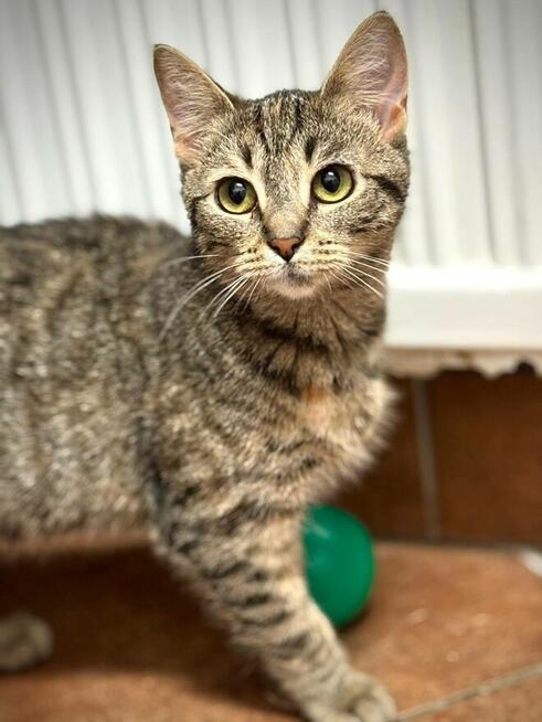 Bura kotka Cookie szuka domu!