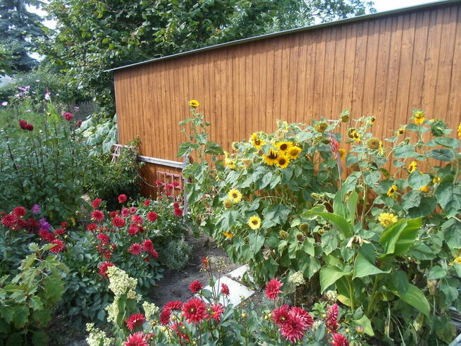 SPRZEDAM DZIAŁKĘ W ROD ,,WŁÓKNIARZ,,