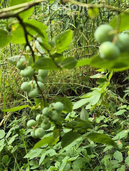 Działka rekreacyjna w pięknej okolicy