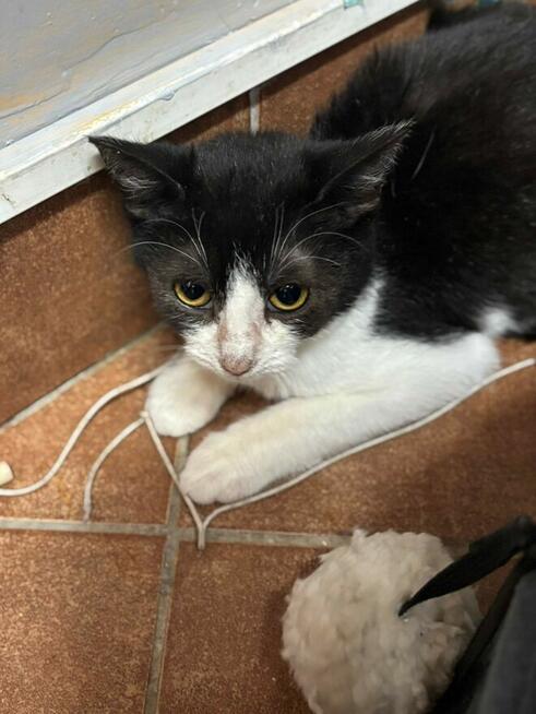 Delikatna nieśmiała kotka Toffie