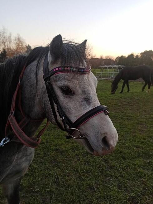 4-letni ogier walijski z licencją