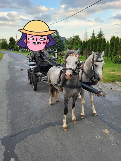 4-letni ogier walijski z licencją