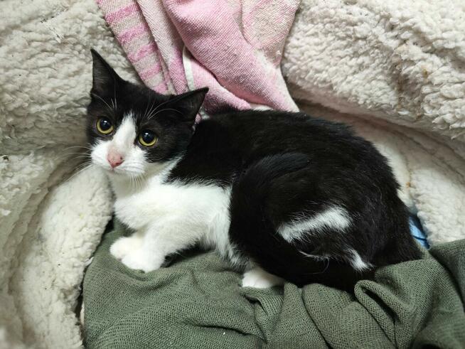 Delikatna nieśmiała kotka Toffie