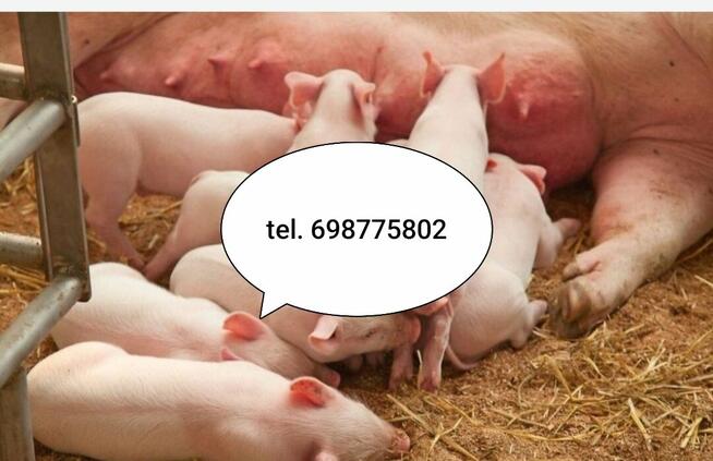 Prosiaki-dowóz 25-30 kg do dalszego howu.