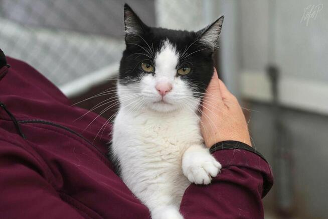 Kotka Funia szuka domu