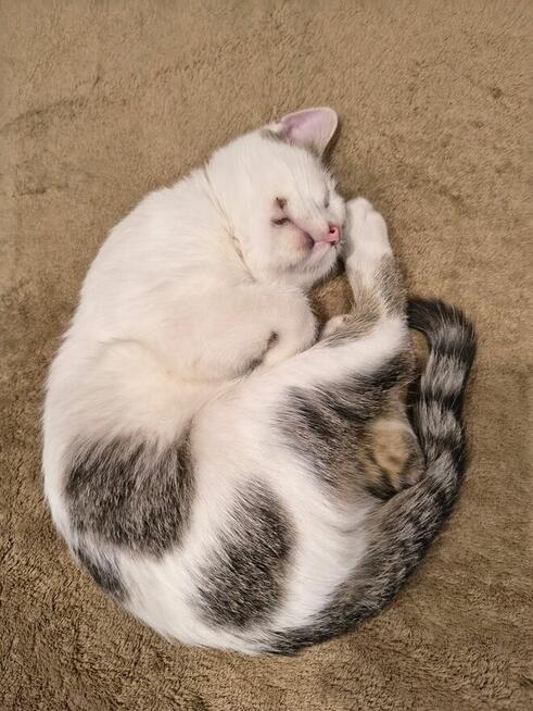 Olinek - słodki 4 miesięczny kociak do pokochania