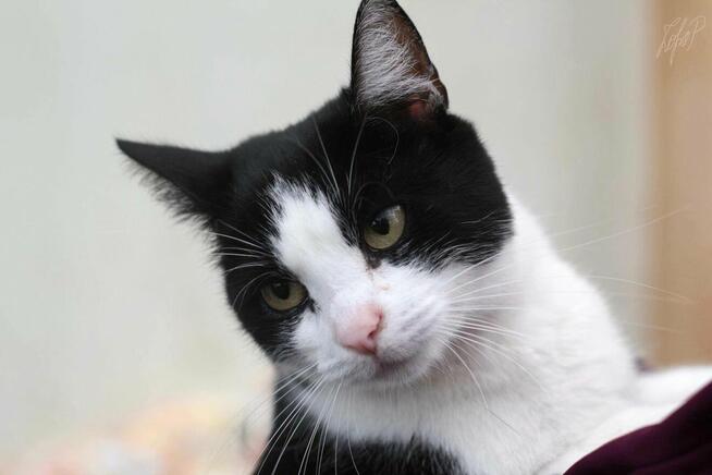 Kotka Funia szuka domu