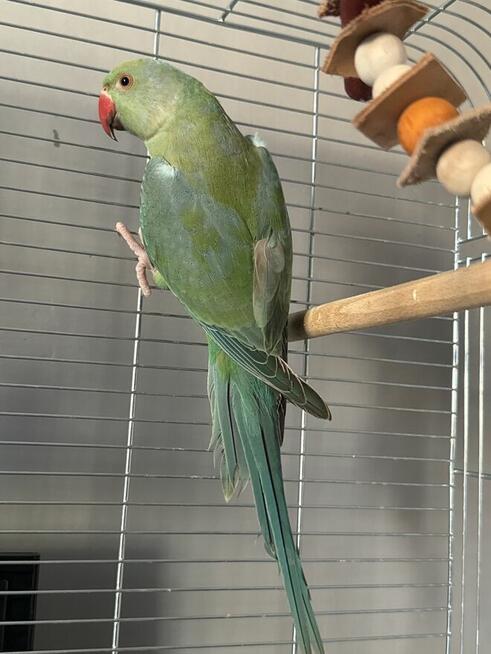 Papuga Aleksandretta ( samiec)