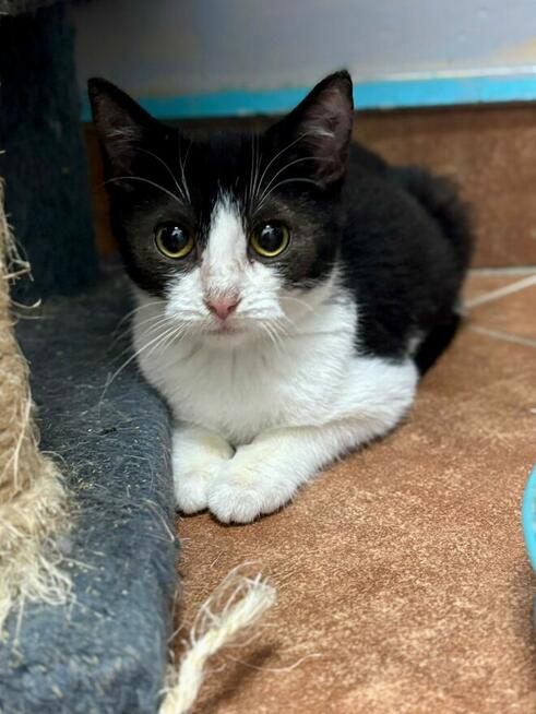 Delikatna nieśmiała kotka Toffie