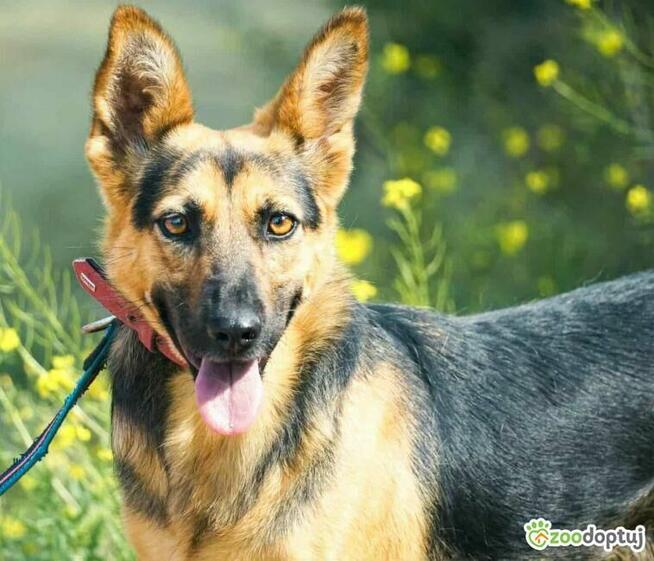 NIKA - cudowna, wrażliwa sunia szuka super domu