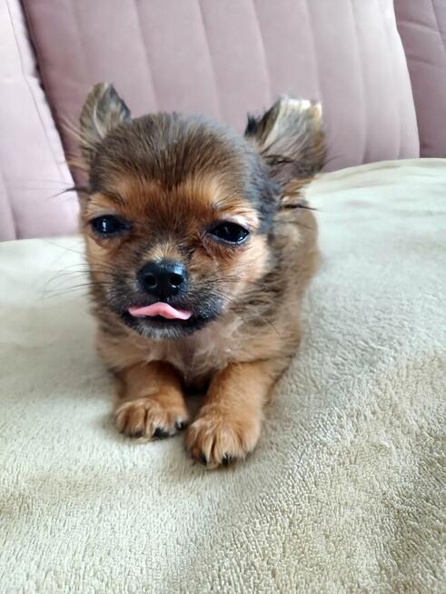 Przepiękna Maleńka Unikatowa Długowłosa Chihuahua