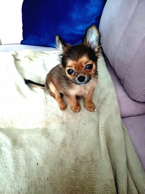 Przepiękna Maleńka Unikatowa Długowłosa Chihuahua